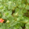 Anagallis arvensis