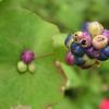 Polygonum perfoliatum