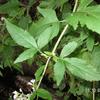 Eupatorium formosanum