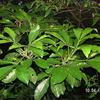 Melicope semecarpifolia