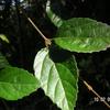 Viburnum luzonicum