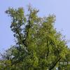 Liquidambar formosana