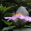 Melastoma malabathricum