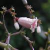 Paederia cavaleriei
