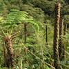 Cyathea lepifera