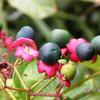 Clerodendrum cyrtophyllum