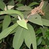 Callicarpa kochiana