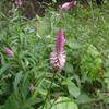 Celosia argentea