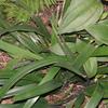 Dianella ensifolia