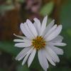 Bidens pilosa radiata