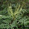 Aralia bipinnata