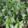 Strobilanthes cusia