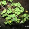 Oxalis corniculata