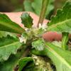 Ajuga taiwanensis