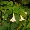 Brugmansia suaveolens