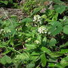 Arabis stelleri