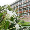 Hymenocallis speciosa