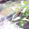 Goodyera procera