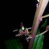Liparis formosana