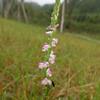 Spiranthes sinensis