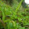 Microtis unifolia