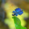 Rhyothemis triangularis