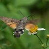 Macroglossum stellatarum