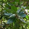 Palaquium formosanum