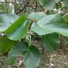 Hibiscus tiliaceus