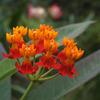 Asclepias curassavica