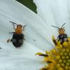 Luperomorpha birmanica