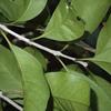 Osmanthus enervius