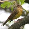 Emberiza rutila