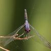 Trithemis festiva