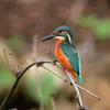 Alcedo atthis bengalensis