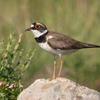 Charadrius dubius curonicus