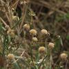 Aster hispidus