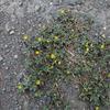 Portulaca oleracea