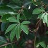 Ipomoea cairica