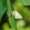 Satsuma viridibasis