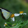 Appias lyncida eleonora