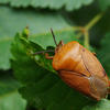 Tessaratoma papillosa