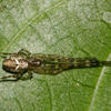Tylorida ventralis