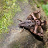 Macroglossum heliophila