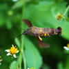 Macroglossum corythus luteatum