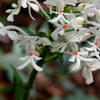 Calanthe triplicata