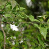 Euonymus tashiroi