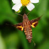 Macroglossum neotroglodytus