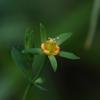 Hypericum japonicum