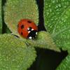 Coccinella septempunctata